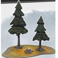 Evergreen Pine Forest