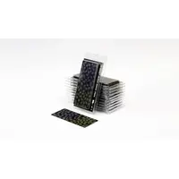 Laser Plants - Black Magic Taro