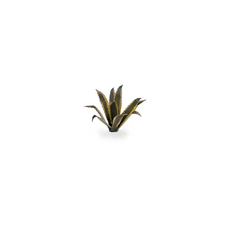Laser Plants - Agave