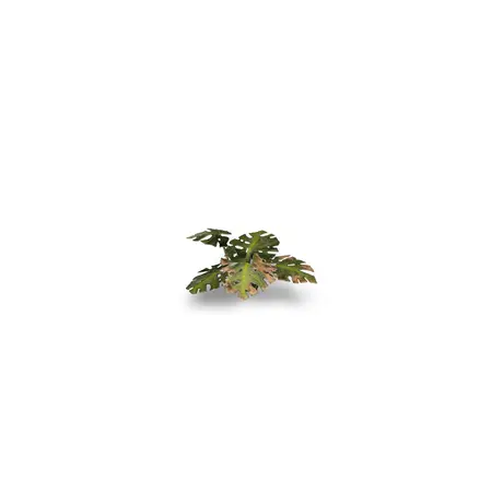 Laser Plants - Monstera