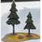 Evergreen Pine Forest